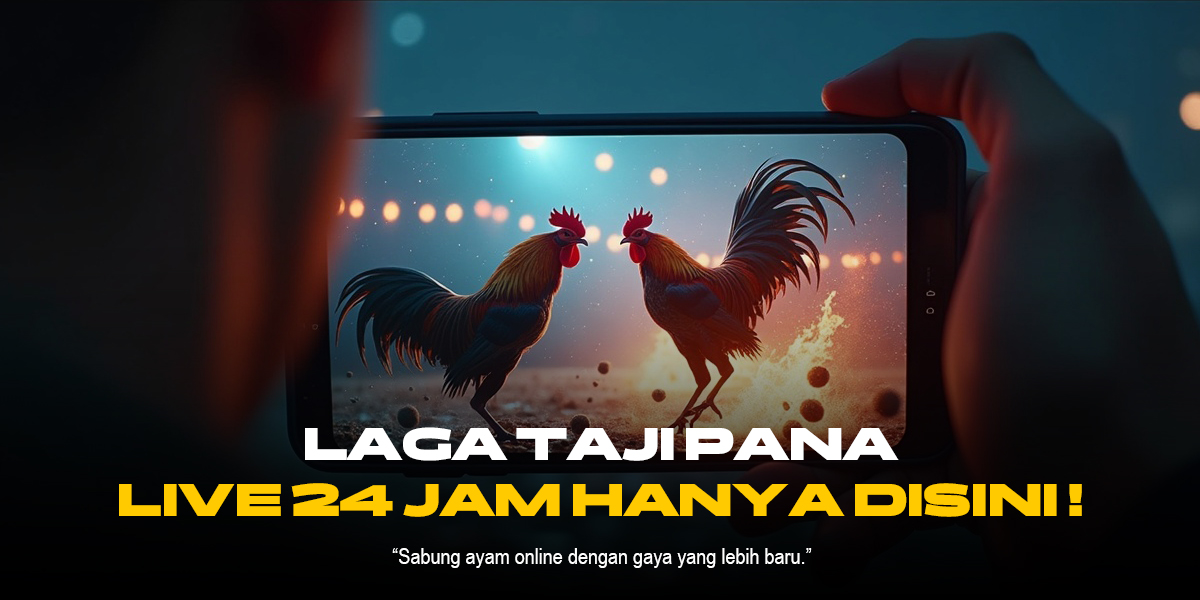 Mengenal Ayam Bangkok di Sabung Ayam SV388